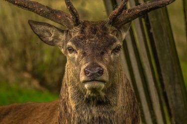 真冬の石北峠 北海道 で鹿と衝突した話 ママはずぼら ファミリーキャンプを応援するブログ